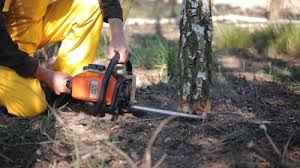 Best Tree and Shrub Care  in Fairwood, WA