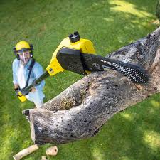 Best Tree Risk Assessment  in Fairwood, WA