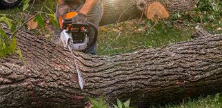 How Our Tree Care Process Works  in  Fairwood, WA