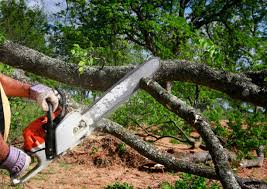 Best Tree Maintenance Programs  in Fairwood, WA