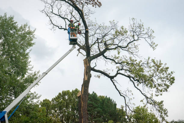 Best Tree Trimming and Pruning  in Fairwood, WA