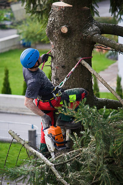 Best Emergency Tree Removal  in Fairwood, WA