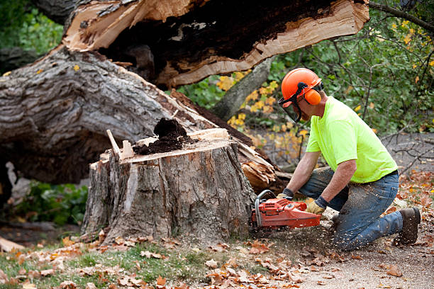 Best Utility Line Clearance  in Fairwood, WA