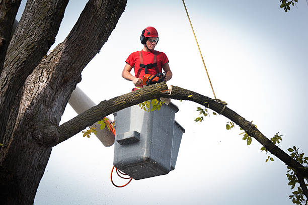 Best Arborist Consultation Services  in Fairwood, WA